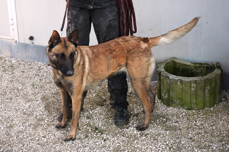 Apagi Gioia Chien Berger Belge Malinois La Robe Fauve Charbonn E