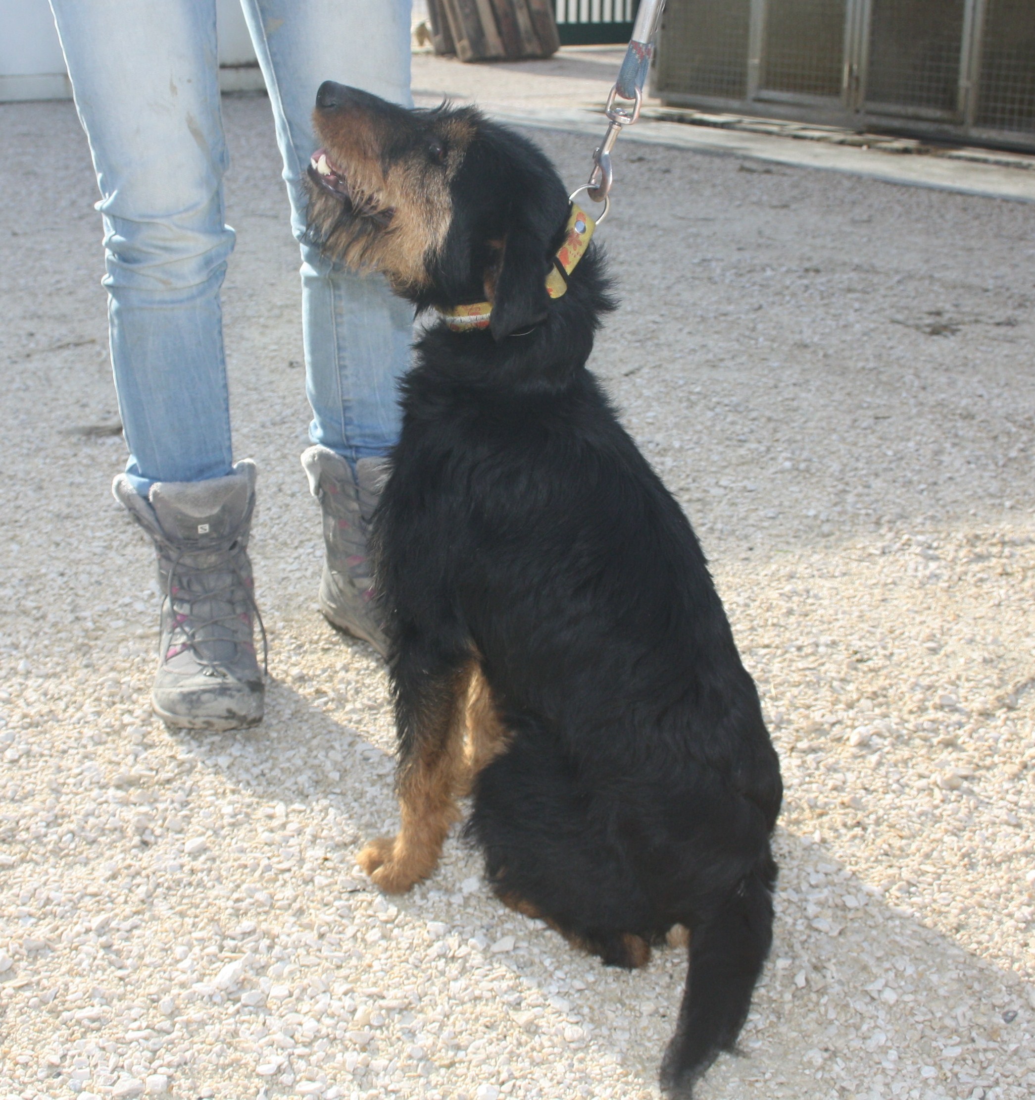 APAGI Grenadine CHIEN Croisé Deutscher Jagdterrier à la robe Noir et feu