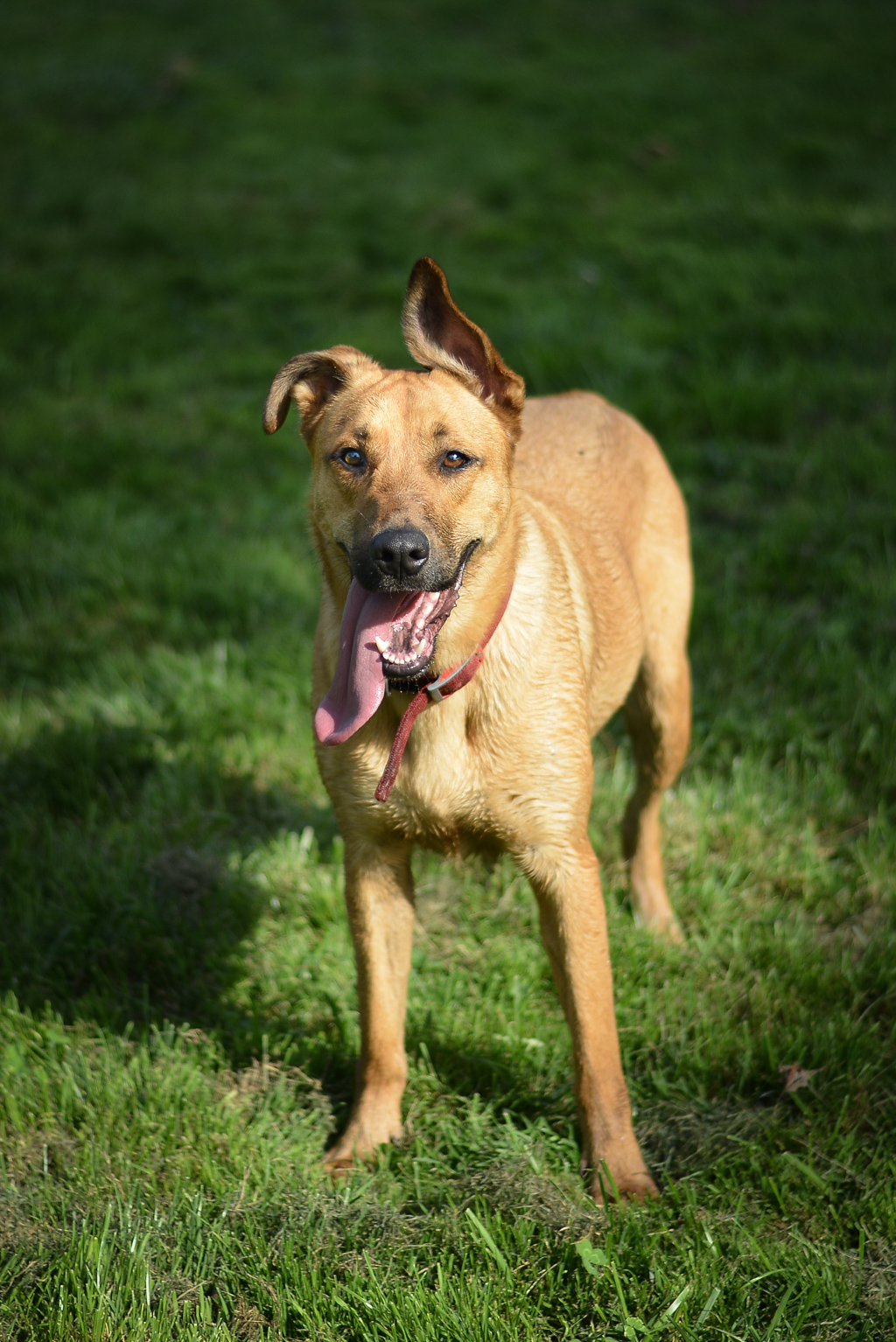 Apagi Tania Chien X Berger Belge Malinois La Robe Fauve