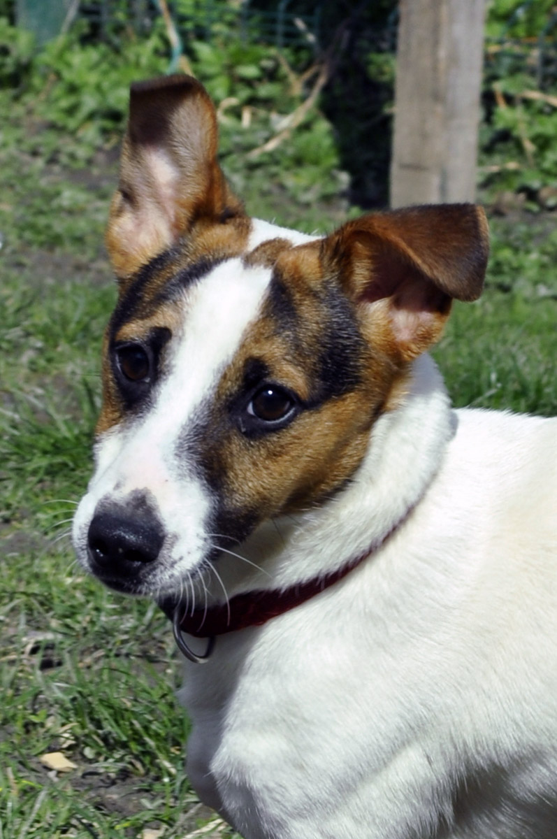 APAGI Intox CHIEN Jack Russell Terrier à la robe Blanc et Marron