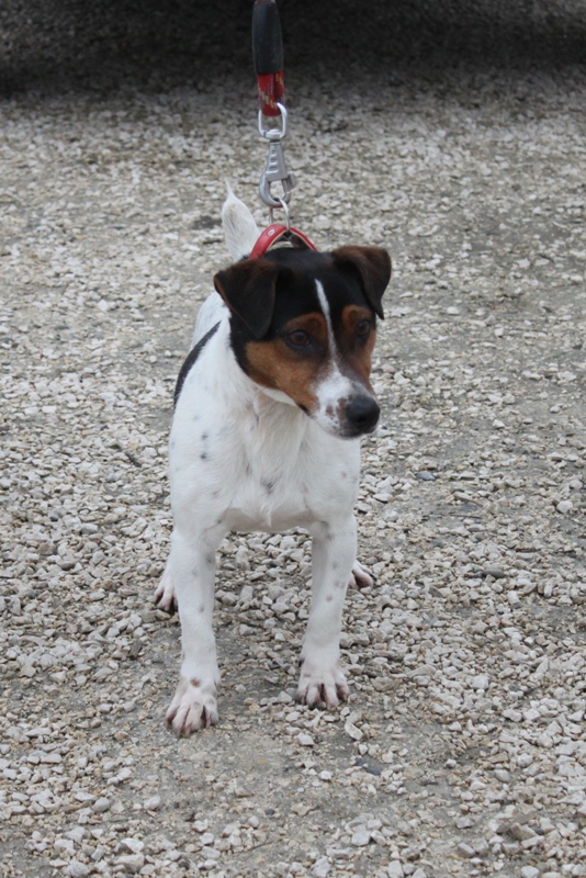 APAGI Filou CHIEN Jack Russel Terrier à la robe Tricolore