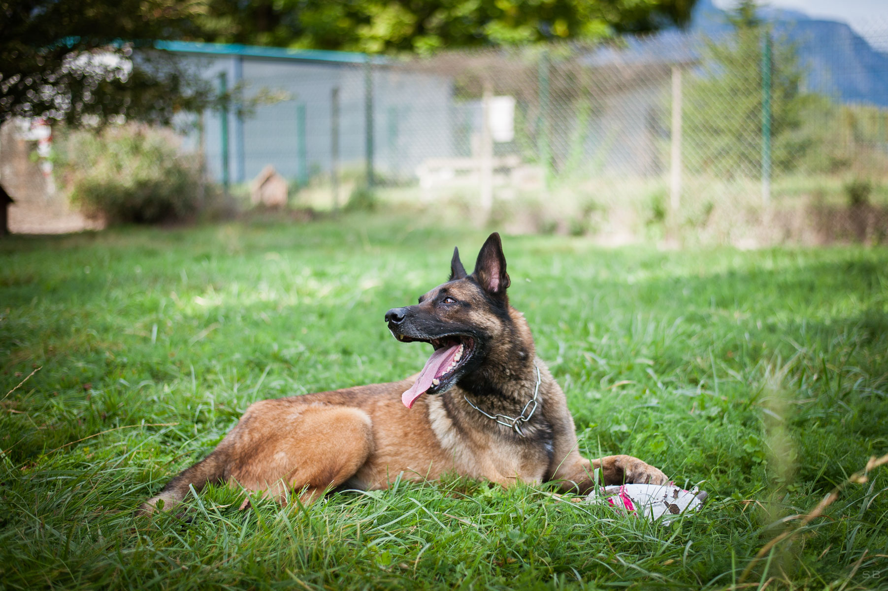 Apagi Dark Chien Berger Belge Malinois La Robe Fauve Charbonn