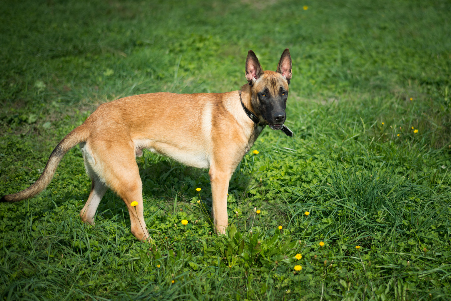 Apagi Joss Chien Berger Belge Malinois La Robe Fauve Charbonn