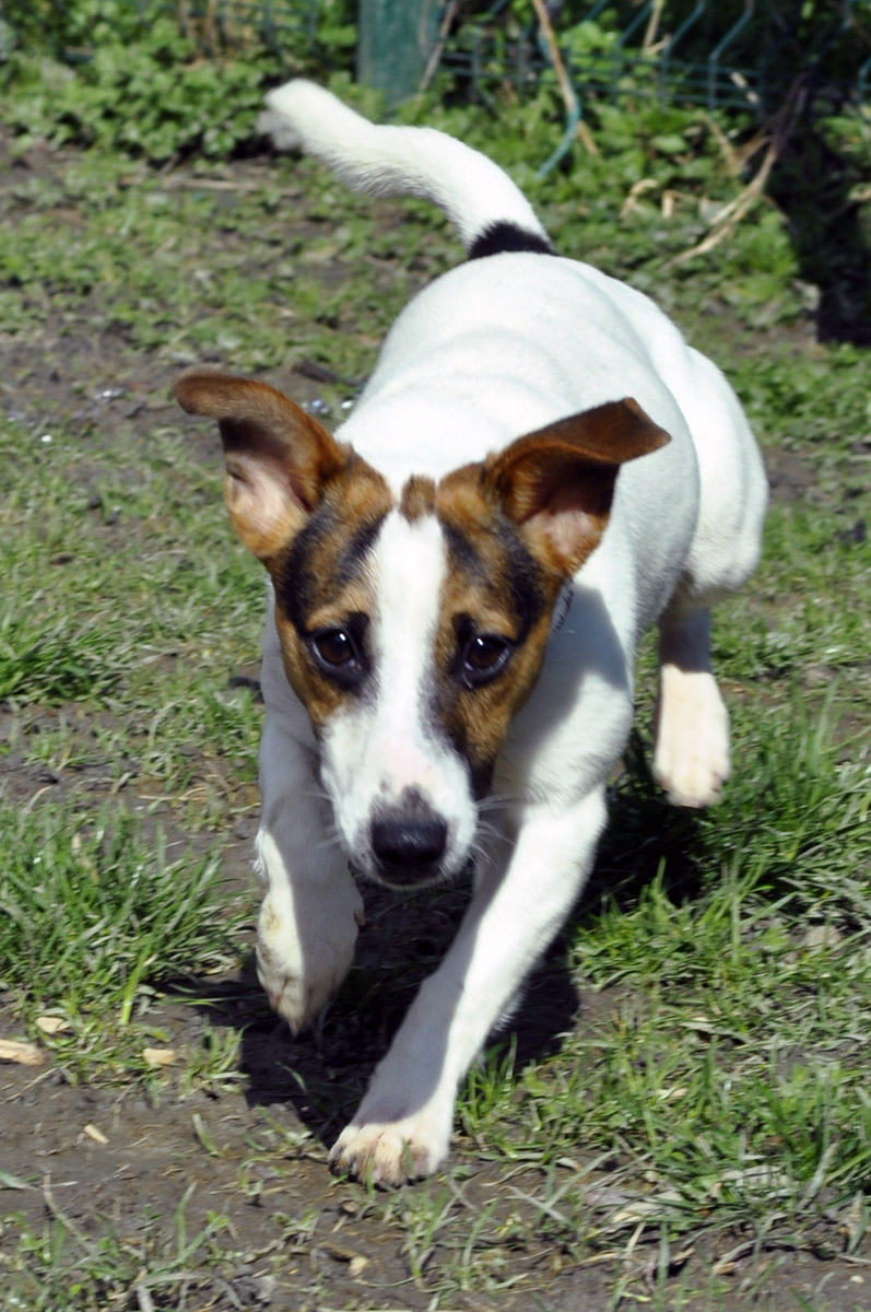 Apagi Intox Chien Jack Russell Terrier La Robe Blanc Et Marron