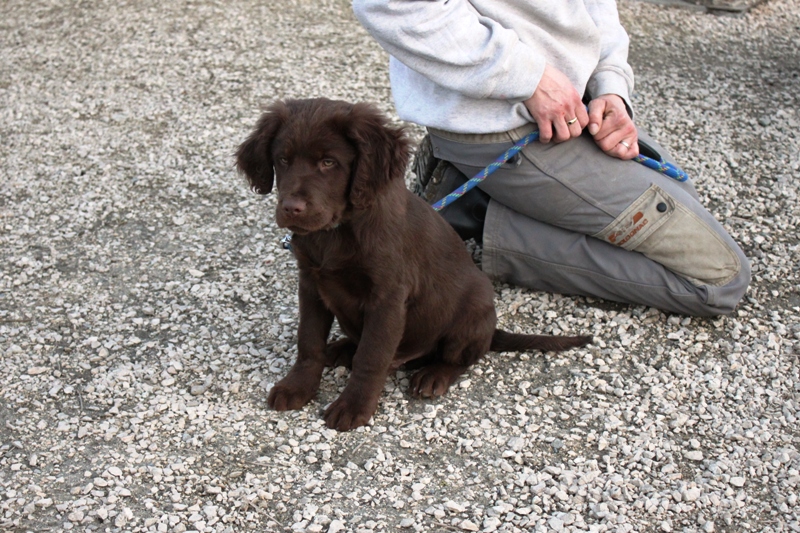 APAGI Jumpy, CHIEN Labrador X TerreNeuve à la robe Chocolat