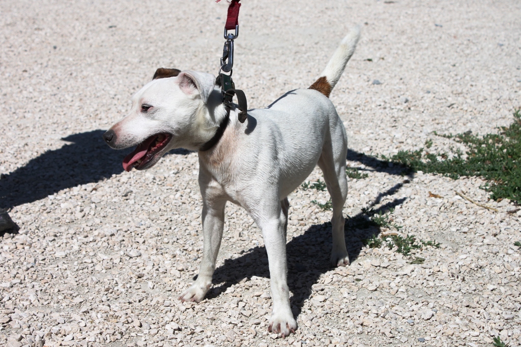 Apagi Zitoune Chien Jack Russel Terrier La Robe Blanc Et Marron