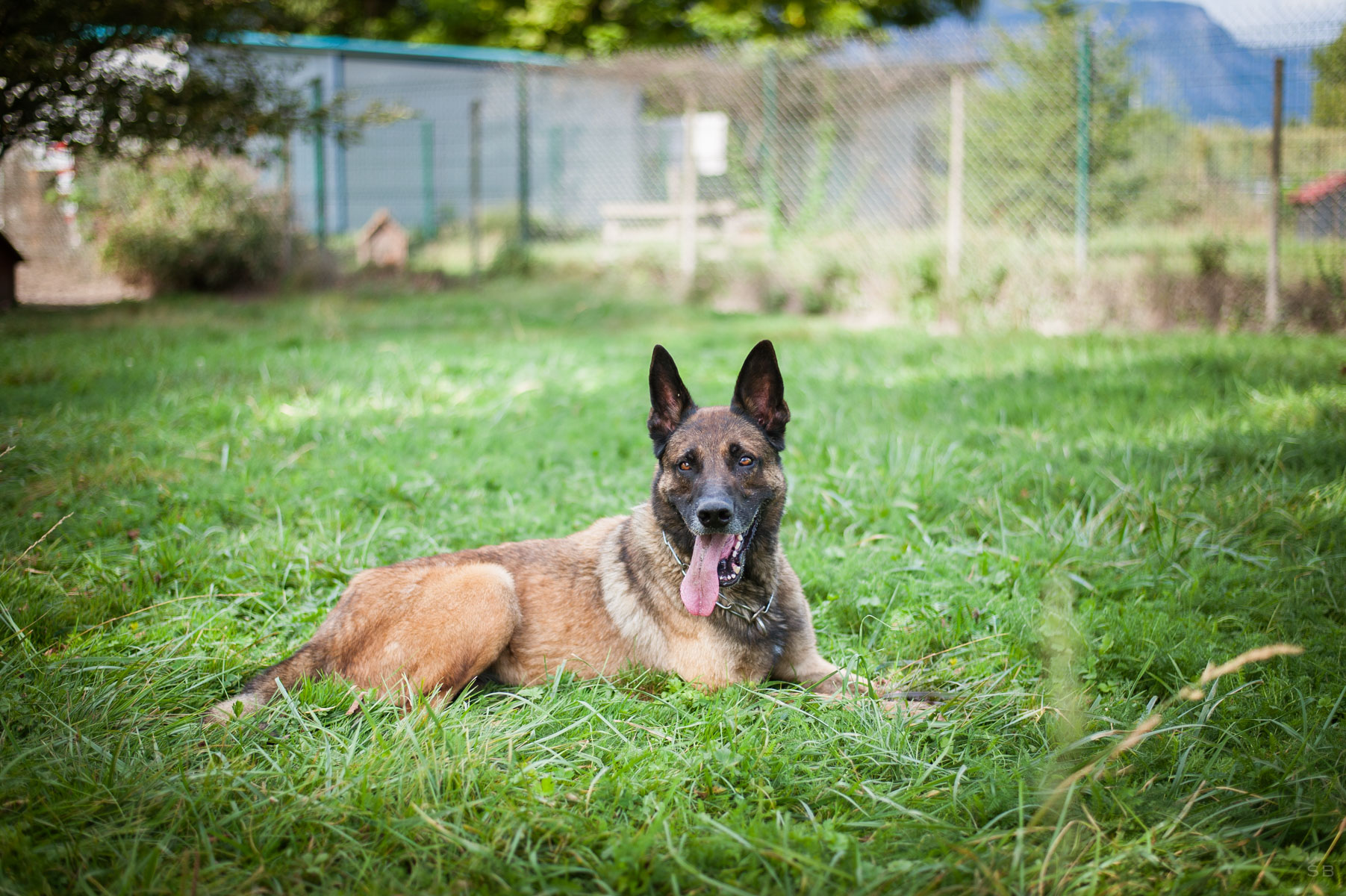 Apagi Dark Chien Berger Belge Malinois La Robe Fauve Charbonn