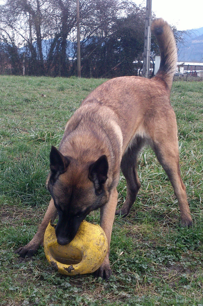 Apagi Sissi Chien Berger Belge Malinois La Robe Fauve Charbonn