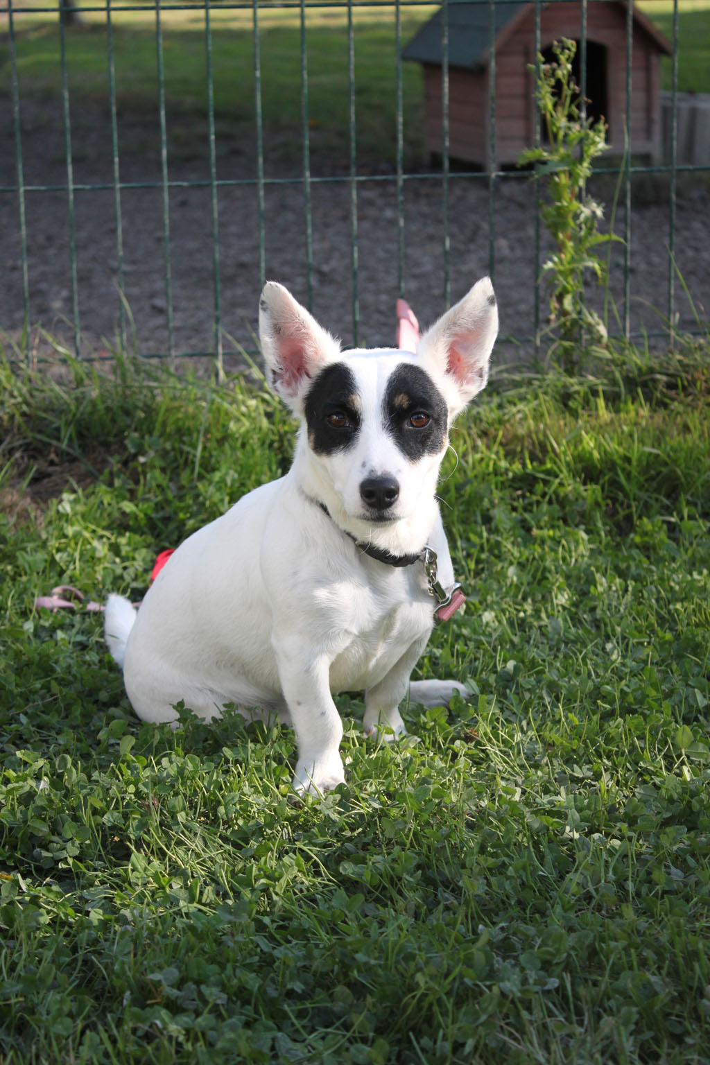 APAGI Dixie CHIEN Jack Russel à la robe Tricolore