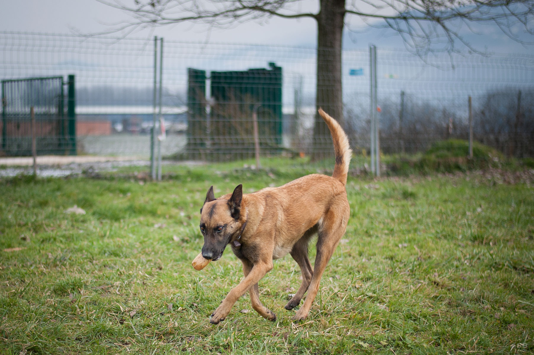 Apagi Gioia Chien Berger Belge Malinois La Robe Fauve Charbonn E