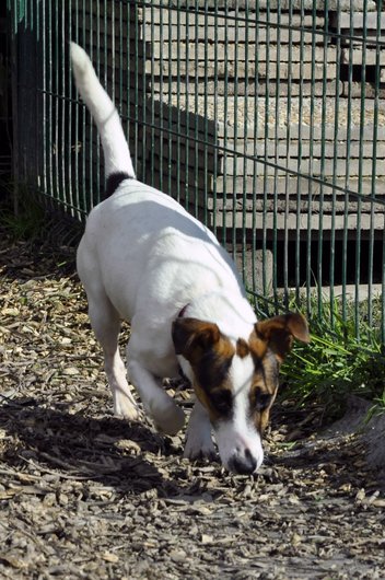 Apagi Intox Chien Jack Russell Terrier La Robe Blanc Et Marron