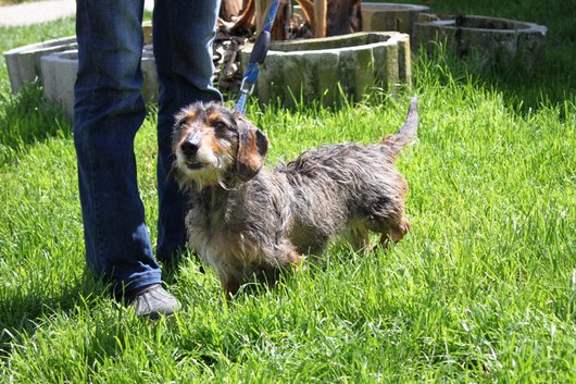 APAGI - Tina, CHIEN Teckel poil dur à la robe Sanglier APAGI - Tina, CHIEN Teckel poil dur à la robe Sanglier