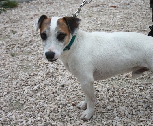 Apagi Elliot Dit Fan Chien Jack Russel La Robe Blanc Et Marron