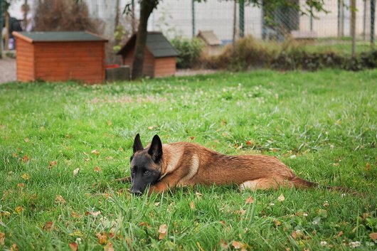 Apagi Mango Chien Berger Belge Malinois La Robe Fauve Charbonn