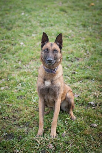 Apagi Gioia Chien Berger Belge Malinois La Robe Fauve Charbonn E