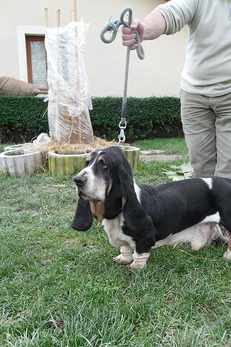 APAGI Socrate CHIEN Basset hound la robe Blanc noir et marron