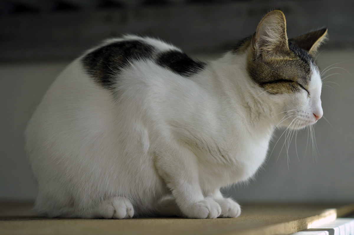 APAGI - Tia, CHAT Européen à la robe Tigrée et blanc