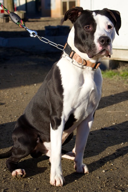 APAGI H Narco n Herm s CHIEN American Staffordshire Terrier