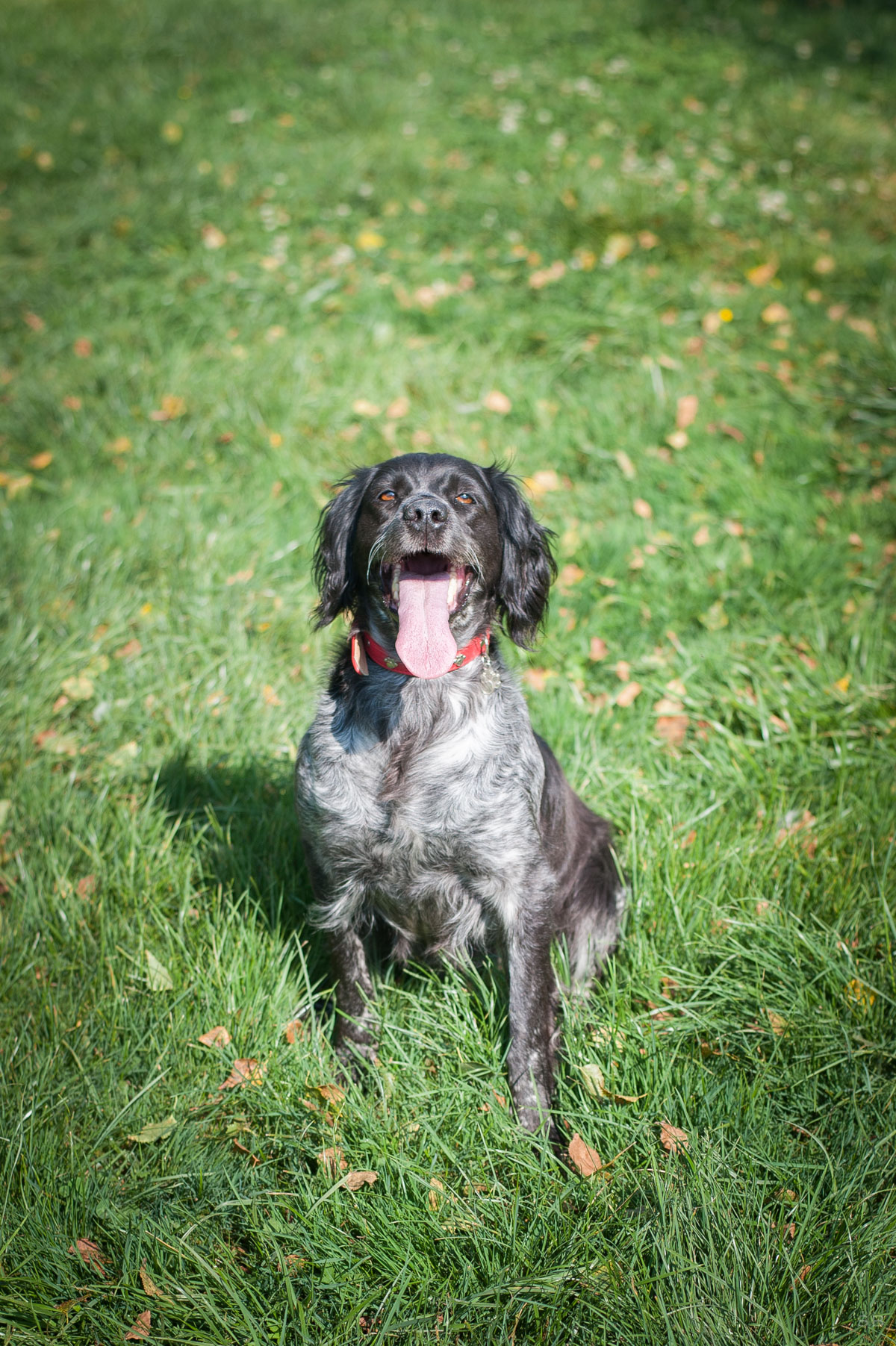 APAGI Iska CHIEN Epagneul la robe Noir et Blanc mouchet e