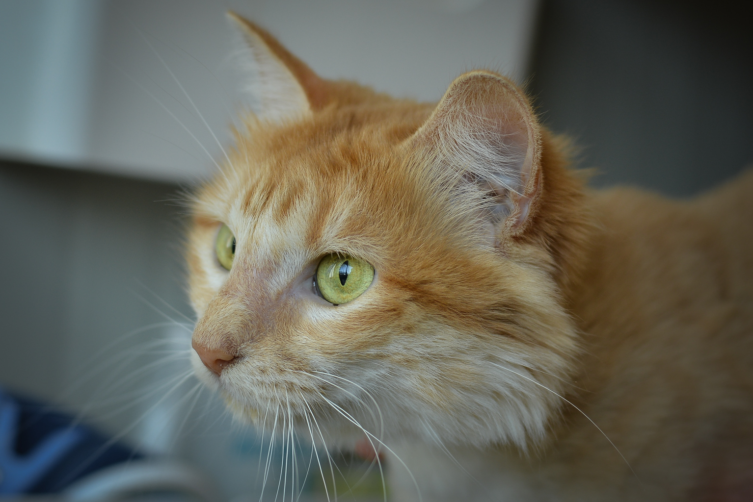 APAGI - Butterfly, CHAT Européen à la robe Rousse poil mi-long