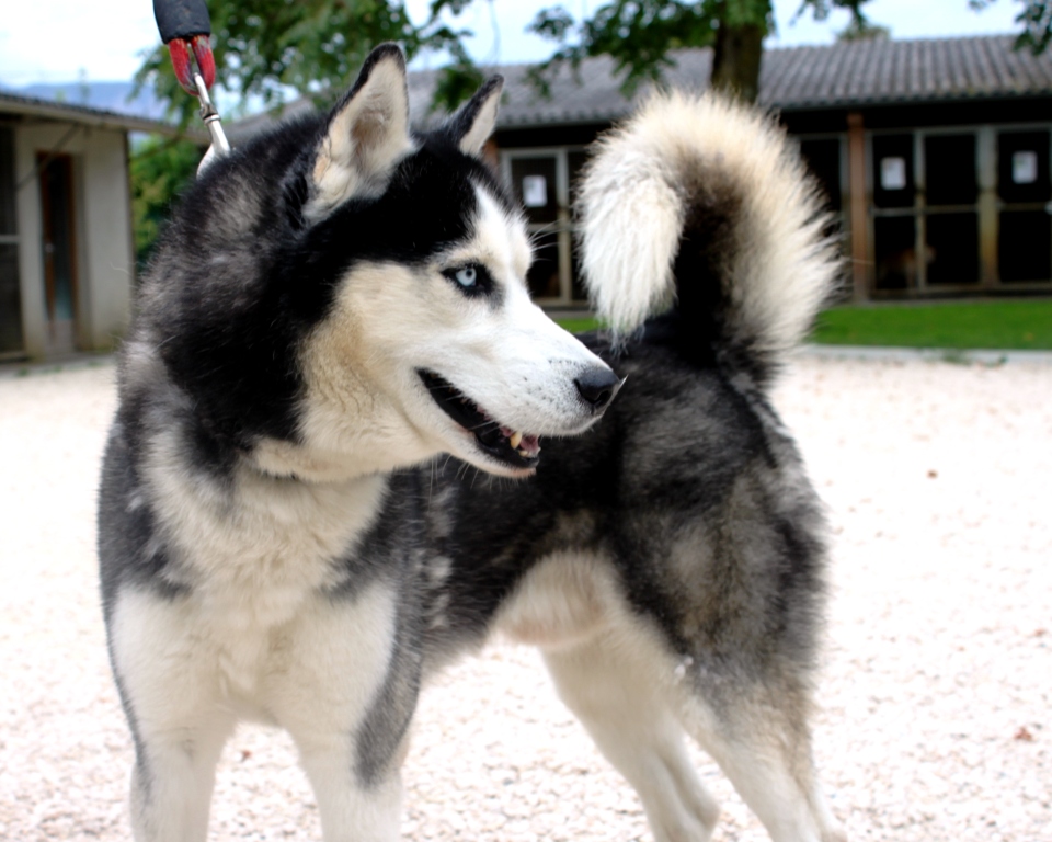 APAGI Elbrouk CHIEN Siberian Husky la robe Gris et blanc