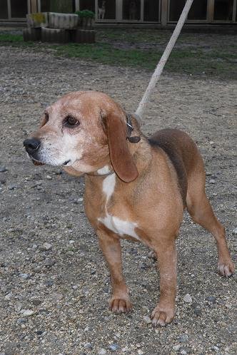 Photo de Venise, CHIEN X beagle Noire et feu