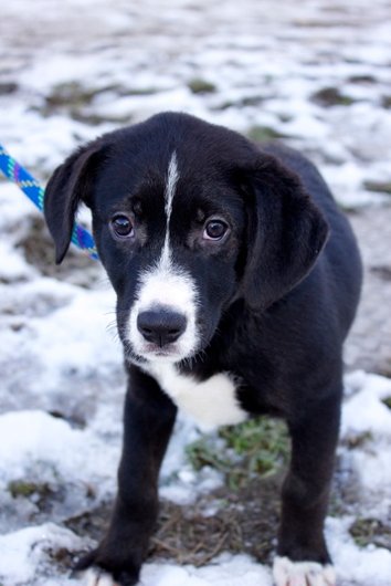 Photo de Hanka, CHIEN X berger Noir et blanc