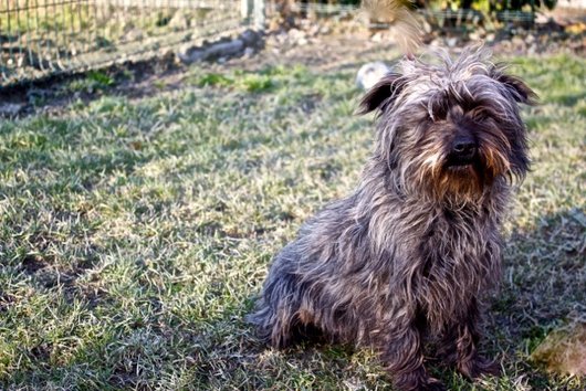 Photo de Hunter, CHIEN X cairn terrier Grise