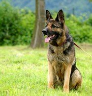 Photo de Volcane, CHIEN Berger allemand Noir et feu