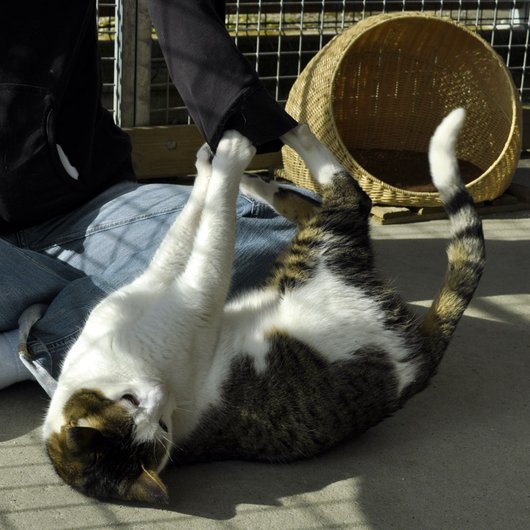 Photo de Drago, CHAT Europeen Tigre et blanc