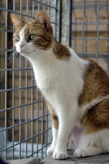 Photo de Epice, CHAT Europeen Roux et blanc