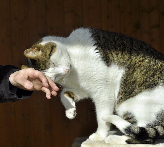 Photo de Drago, CHAT Europeen Tigre et blanc