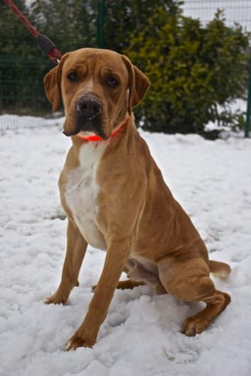 Photo de Gabon, CHIEN Labrador Fauve