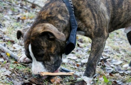 Photo de Echo, CHIEN American stafforshire Bringe et blanc