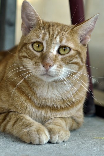 Photo de Hazrael, CHAT Europeen Roux tigré