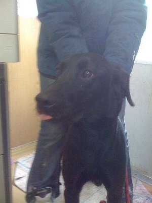 Photo de Koba, CHIEN X labrador Noire