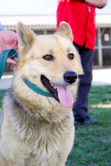 Photo de Roxane, CHIEN X husky / berger allemand Noir et feu