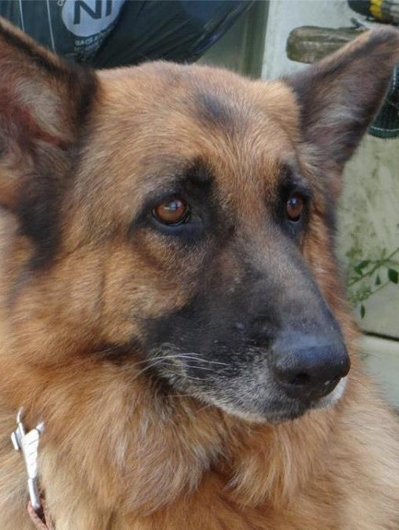 Photo de Urko, CHIEN Berger  allemand Noir et feu