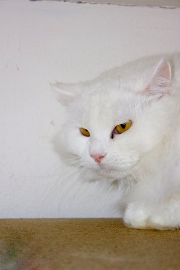 Photo de Winter, CHAT Europeen Blanc poil long