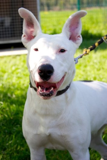 Photo de Foxie, CHIEN Berger x bull terrier Blanche tache bringee