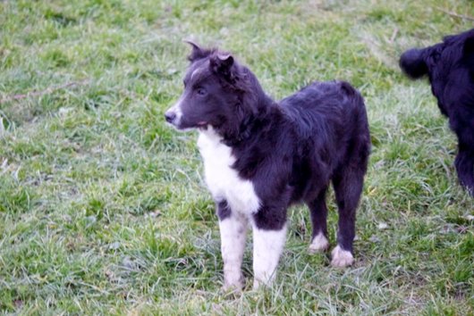 Photo de Hono, CHIEN X border collie Gris et blanc