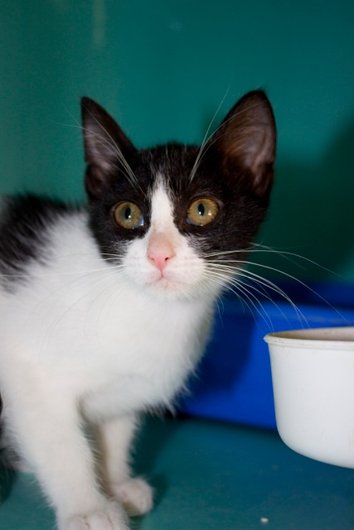 Photo de Happy, CHAT Europeen Noir et blanc