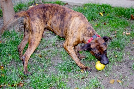 Photo de Menzo, CHIEN Boxer x dogo canario Bringé