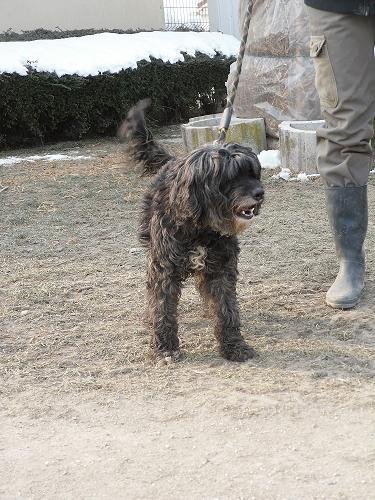 Photo de Gipsy, CHIEN Caniche x griffon Noire