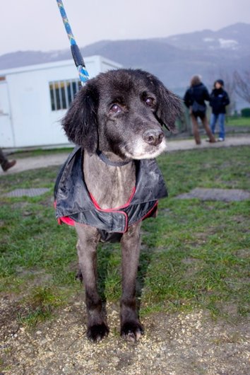 Photo de Tartine, CHIEN X berger groenendael Noir poil mi-long