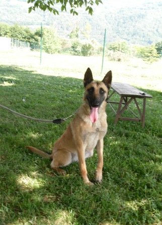 Photo de Emy, CHIEN X malinois Fauve charbonnee