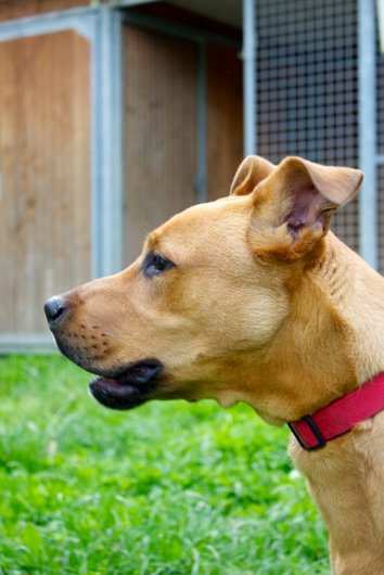 Photo de Hutch, CHIEN X berger Fauve