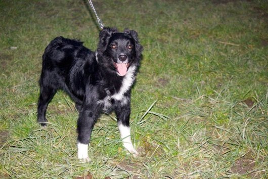 Photo de Lulu, CHIEN X border collie Noir et blanc