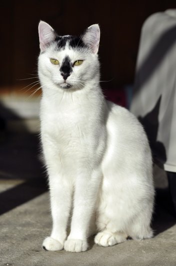 Photo de Casper, CHAT Europeen Noir et blanc