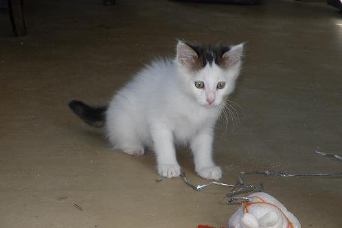 Photo de Microbe, CHAT Europeen Angora blanc et noir